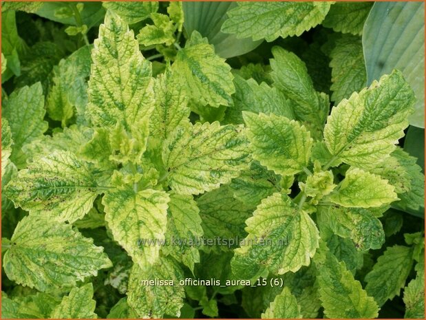 Melissa officinalis 'Aureovariegata' | Citroenmelisse, Melisse