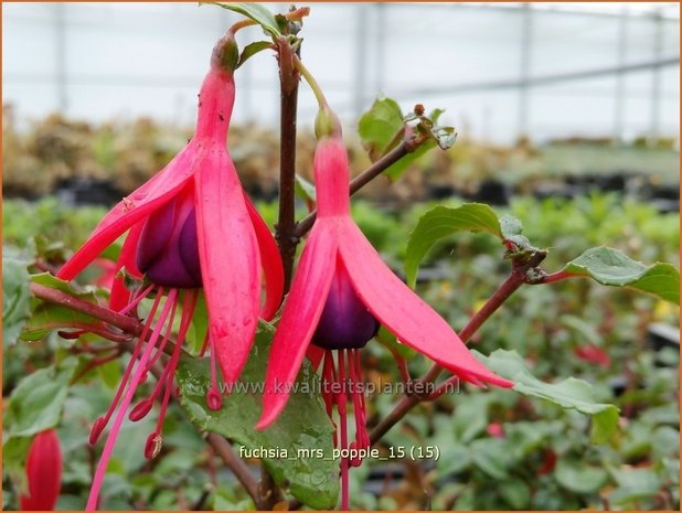 Fuchsia 'Mrs Popple' | Bellenplant, Tuinfuchsia, Fuchsia