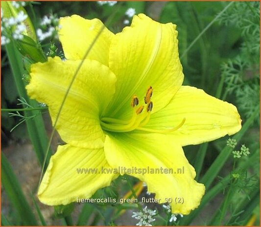 Hemerocallis 'Green Flutter' | Daglelie | Taglilie