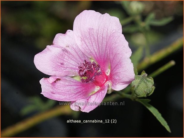 Althaea cannabina | Hennepheemst, Heemst | Hanfblättriger Eibisch