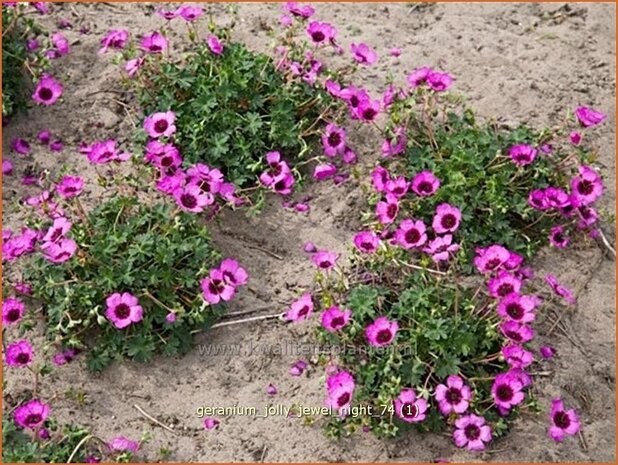Geranium 'Jolly Jewel Night' | Ooievaarsbek, Tuingeranium
