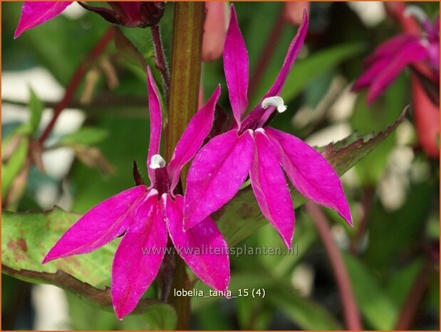 Lobelia 'Tania' | Kardinaalsbloem, Vaste lobelia | Kardinals-Lobelie