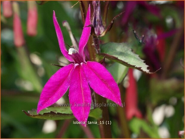 Lobelia 'Tania' | Kardinaalsbloem, Vaste lobelia | Kardinals-Lobelie