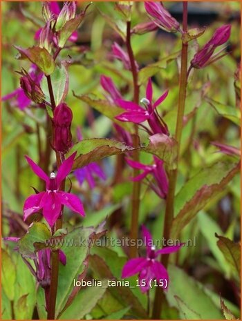 Lobelia 'Tania' | Kardinaalsbloem, Vaste lobelia | Kardinals-Lobelie