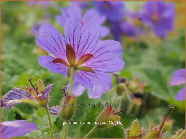 Geranium 'Alan Mayes' | Ooievaarsbek, Tuingeranium