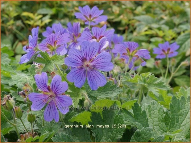 Geranium 'Alan Mayes' | Ooievaarsbek, Tuingeranium