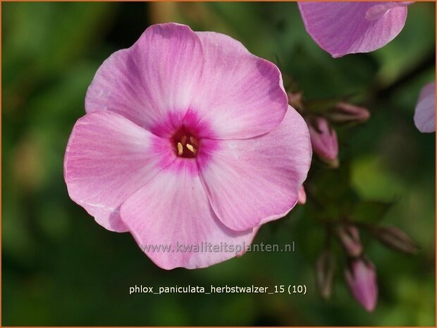 Phlox 'Herbstwalzer' | Vlambloem, Flox, Floks