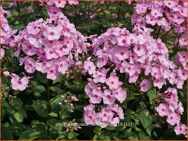 Phlox 'Herbstwalzer' | Vlambloem, Flox, Floks