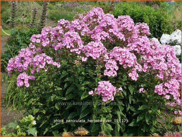 Phlox 'Herbstwalzer' | Vlambloem, Flox, Floks