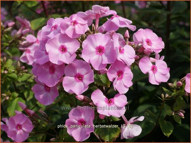 Phlox 'Herbstwalzer' | Vlambloem, Flox, Floks