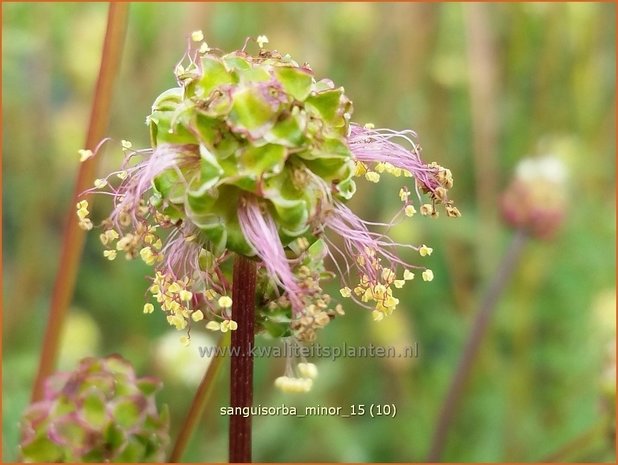 Sanguisorba minor | Kleine pimpernel, Klein sorbenkruid, Pimpernel, Sorbenkruid