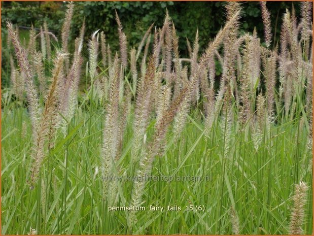 Pennisetum 'Fairy Tails' | Lampenpoetsersgras, Borstelveergras | Federborstengras