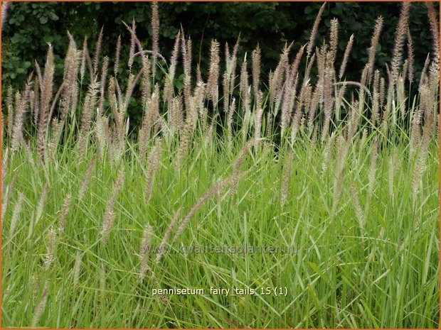 Pennisetum 'Fairy Tails' | Lampenpoetsersgras, Borstelveergras | Federborstengras