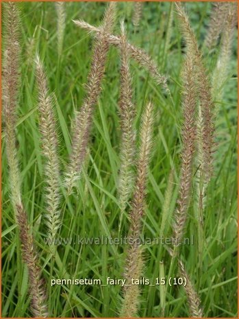Pennisetum 'Fairy Tails' | Lampenpoetsersgras, Borstelveergras | Federborstengras
