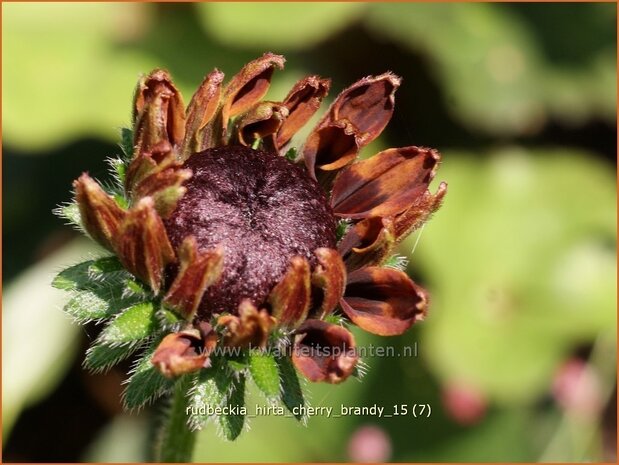 Rudbeckia hirta 'Cherry Brandy' | Zonnehoed