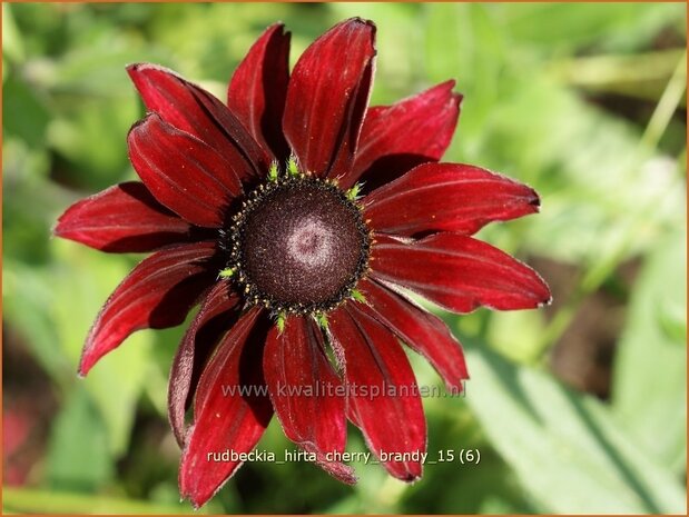 Rudbeckia hirta 'Cherry Brandy' | Zonnehoed