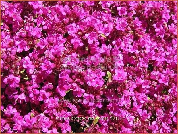 Thymus praecox 'Red Carpet' | Kruiptijm, Tijm | Niedergestreckter Thymian