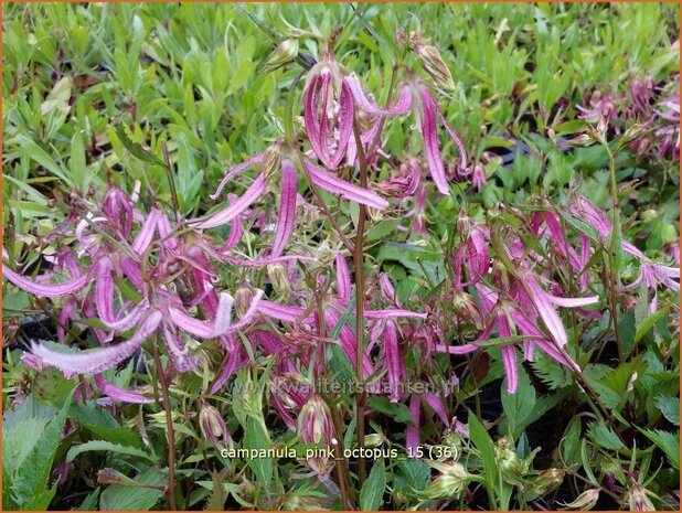 Campanula 'Pink Octopus' | Klokjesbloem