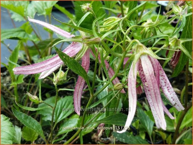 Campanula 'Pink Octopus' | Klokjesbloem