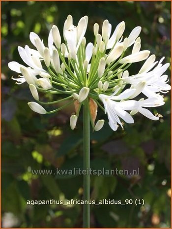 Agapanthus africanus 'Albidus' | Kaapse lelie, Afrikaanse lelie, Liefdesbloem