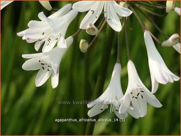 Agapanthus africanus 'Albidus' | Kaapse lelie, Afrikaanse lelie, Liefdesbloem