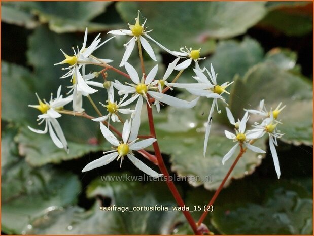 Saxifraga cortusifolia &#39;Wada&#39; | Herfststeenbreek, Steenbreek | Herbst-Steinbrech