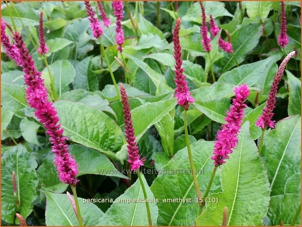 Persicaria amplexicaulis 'Amethyst' | Adderwortel, Duizendknoop | Kerzenkn&ouml;terich