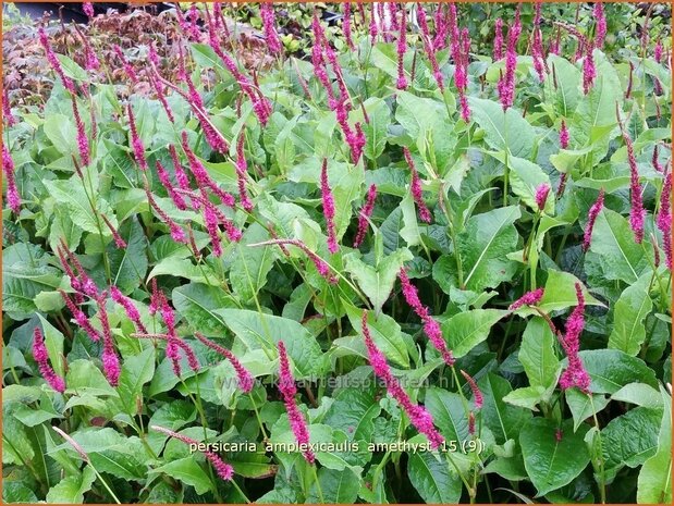 Persicaria amplexicaulis 'Amethyst' | Adderwortel, Duizendknoop | Kerzenkn&ouml;terich