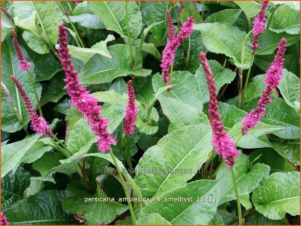 Persicaria amplexicaulis 'Amethyst' | Adderwortel, Duizendknoop | Kerzenkn&ouml;terich