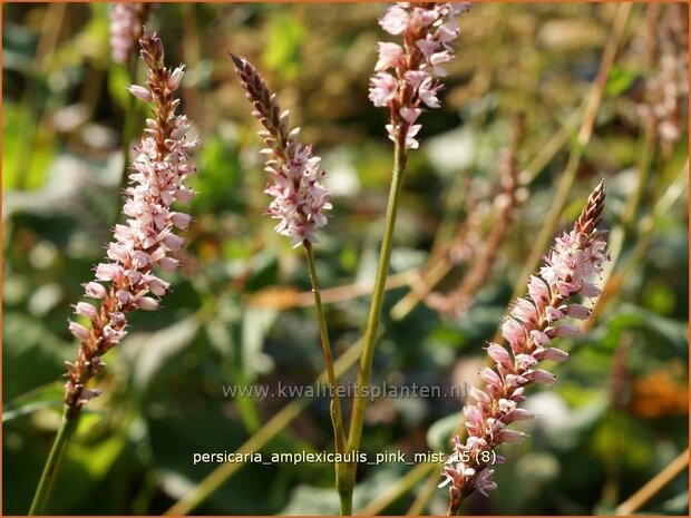 Persicaria amplexicaulis 'Pink Mist' | Adderwortel, Duizendknoop