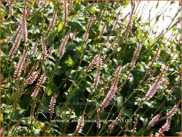 Persicaria amplexicaulis 'Pink Mist' | Adderwortel, Duizendknoop