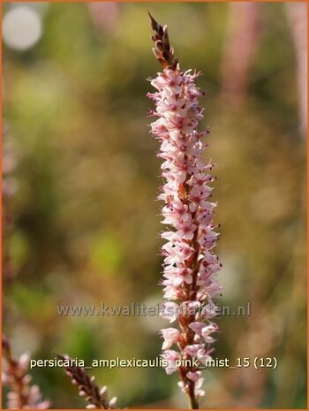 Persicaria amplexicaulis 'Pink Mist' | Adderwortel, Duizendknoop