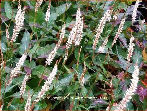 Persicaria amplexicaulis &#39;White Eastfield&#39; | Doorgroeide duizendknoop, Adderwortel, Duizendknoop | Kerzenknöte