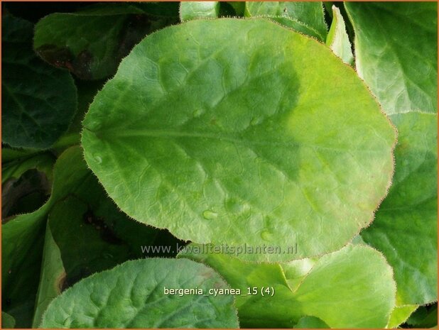 Bergenia cyanea | Schoenlappersplant, Olifantsoor | Bergenie