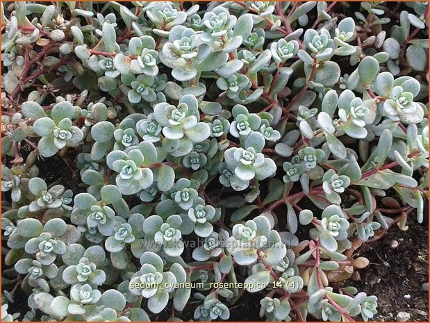 Sedum cyaneum 'Rosenteppich' | Vetkruid