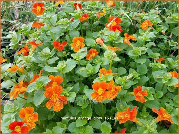 Mimulus 'Orange Glow' | Maskerbloem
