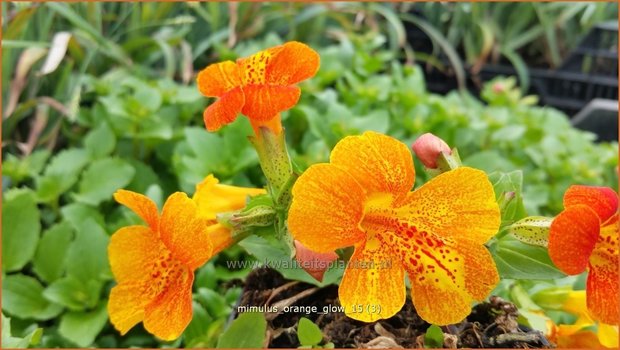 Mimulus 'Orange Glow' | Maskerbloem