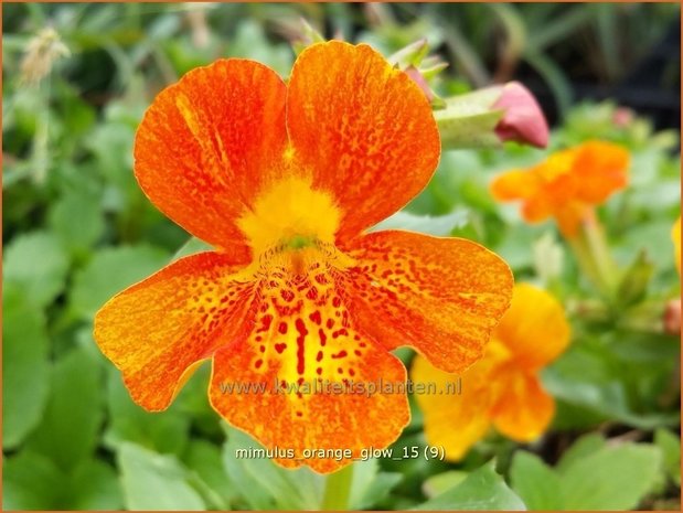 Mimulus 'Orange Glow' | Maskerbloem