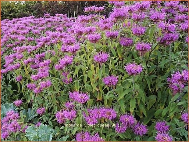 Monarda 'Violet Queen' | Bergamotplant