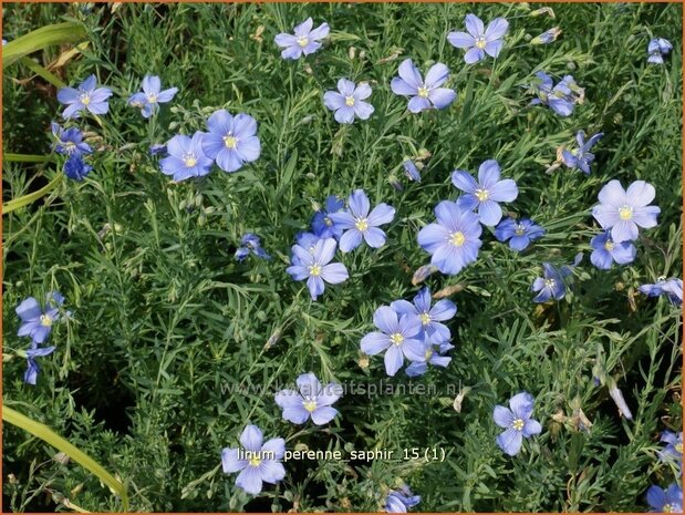 Linum perenne 'Saphir' | Vlas