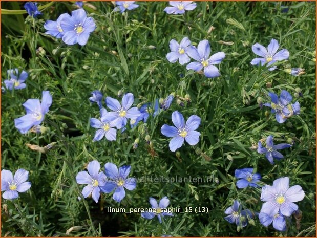 Linum perenne 'Saphir' | Vlas