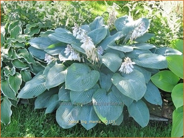 Hosta 'Big Mama' | Hosta, Hartlelie, Funkia