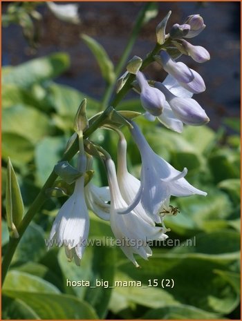 Hosta 'Big Mama' | Hosta, Hartlelie, Funkia