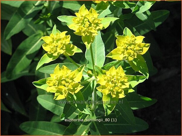 Euphorbia schillingii | Wolfsmelk