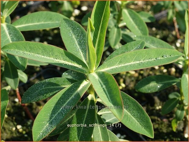 Euphorbia schillingii | Wolfsmelk