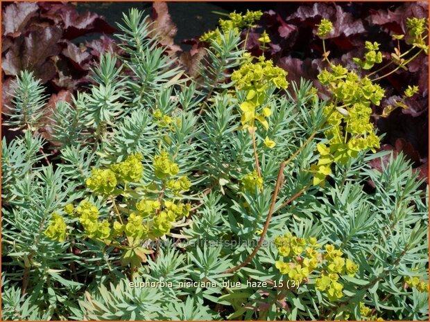 Euphorbia 'Blue Haze' | Wolfsmelk | Wolfsmilch