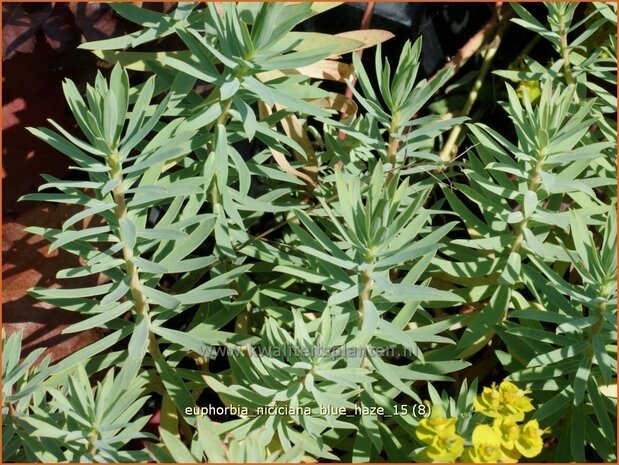 Euphorbia 'Blue Haze' | Wolfsmelk | Wolfsmilch