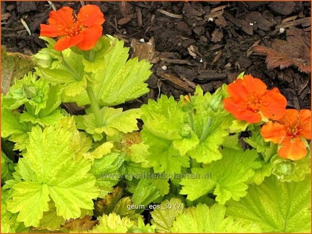 Geum 'Eos' | Nagelkruid