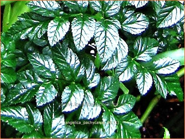 Angelica pachycarpa | Engelwortel