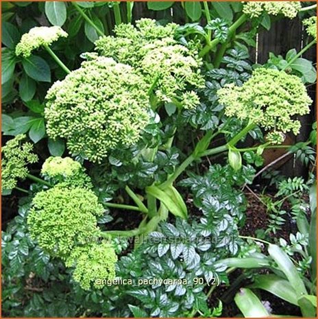 Angelica pachycarpa | Engelwortel